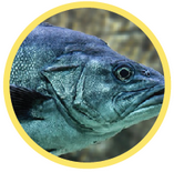 6th grade quiz on characteristics of fish and amphibians